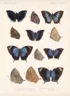 Insecta Lepidoptera-Rhopalocera Pl 037