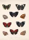 Insecta Lepidoptera-Rhopalocera Pl 038