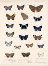 Insecta Lepidoptera-Rhopalocera Pl 039
