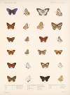 Insecta Lepidoptera-Rhopalocera Pl 041