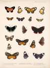 Insecta Lepidoptera-Rhopalocera Pl 042