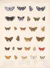 Insecta Lepidoptera-Rhopalocera Pl 043