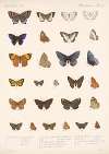 Insecta Lepidoptera-Rhopalocera Pl 044