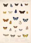 Insecta Lepidoptera-Rhopalocera Pl 045
