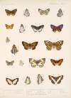 Insecta Lepidoptera-Rhopalocera Pl 046