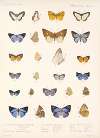 Insecta Lepidoptera-Rhopalocera Pl 047