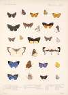 Insecta Lepidoptera-Rhopalocera Pl 048