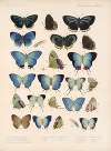 Insecta Lepidoptera-Rhopalocera Pl 049