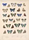 Insecta Lepidoptera-Rhopalocera Pl 051