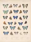 Insecta Lepidoptera-Rhopalocera Pl 052