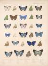 Insecta Lepidoptera-Rhopalocera Pl 053