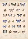 Insecta Lepidoptera-Rhopalocera Pl 054
