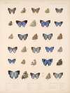 Insecta Lepidoptera-Rhopalocera Pl 055
