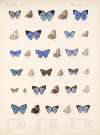Insecta Lepidoptera-Rhopalocera Pl 056