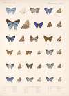 Insecta Lepidoptera-Rhopalocera Pl 057