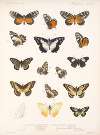 Insecta Lepidoptera-Rhopalocera Pl 060