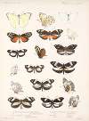 Insecta Lepidoptera-Rhopalocera Pl 061