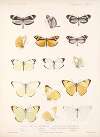 Insecta Lepidoptera-Rhopalocera Pl 062