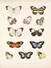 Insecta Lepidoptera-Rhopalocera Pl 063