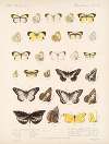 Insecta Lepidoptera-Rhopalocera Pl 065