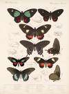 Insecta Lepidoptera-Rhopalocera Pl 066