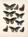 Insecta Lepidoptera-Rhopalocera Pl 067