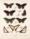 Insecta Lepidoptera-Rhopalocera Pl 068
