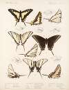 Insecta Lepidoptera-Rhopalocera Pl 069