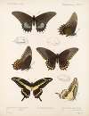 Insecta Lepidoptera-Rhopalocera Pl 070
