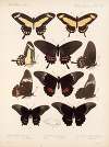 Insecta Lepidoptera-Rhopalocera Pl 071