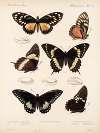 Insecta Lepidoptera-Rhopalocera Pl 072