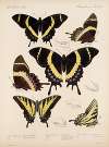 Insecta Lepidoptera-Rhopalocera Pl 073
