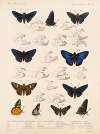 Insecta Lepidoptera-Rhopalocera Pl 074