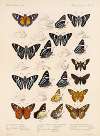 Insecta Lepidoptera-Rhopalocera Pl 075