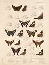 Insecta Lepidoptera-Rhopalocera Pl 076