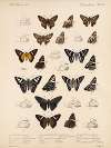 Insecta Lepidoptera-Rhopalocera Pl 077