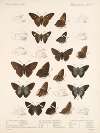 Insecta Lepidoptera-Rhopalocera Pl 078