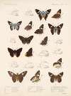Insecta Lepidoptera-Rhopalocera Pl 079
