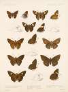 Insecta Lepidoptera-Rhopalocera Pl 080