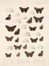 Insecta Lepidoptera-Rhopalocera Pl 081