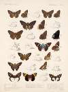 Insecta Lepidoptera-Rhopalocera Pl 082