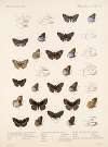 Insecta Lepidoptera-Rhopalocera Pl 083
