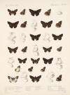Insecta Lepidoptera-Rhopalocera Pl 084