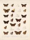 Insecta Lepidoptera-Rhopalocera Pl 085