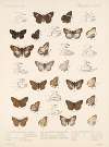 Insecta Lepidoptera-Rhopalocera Pl 086
