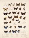 Insecta Lepidoptera-Rhopalocera Pl 087