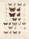 Insecta Lepidoptera-Rhopalocera Pl 088