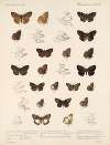 Insecta Lepidoptera-Rhopalocera Pl 089