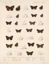 Insecta Lepidoptera-Rhopalocera Pl 090