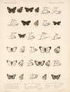 Insecta Lepidoptera-Rhopalocera Pl 091